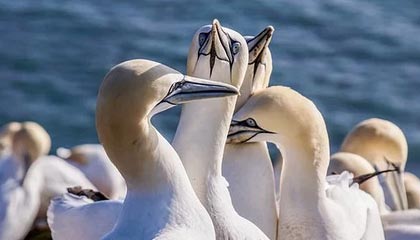 九游娱乐(jiuyou)官网-球迷投票爆料：最具争议的裁判判罚瞬间，球员裁判