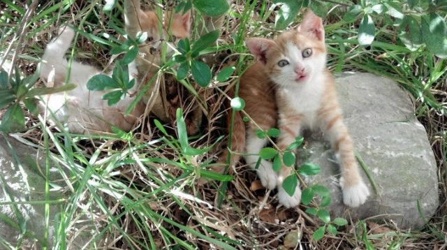 数字经济的加持:NFT、虚拟货币在电竞中的创新应用,nft数字货币值得买吗