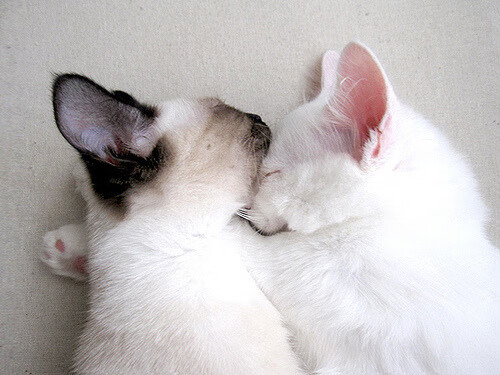 -费兰托雷斯助攻不断，皇马左路攻击力满满，皇马左后卫托雷斯