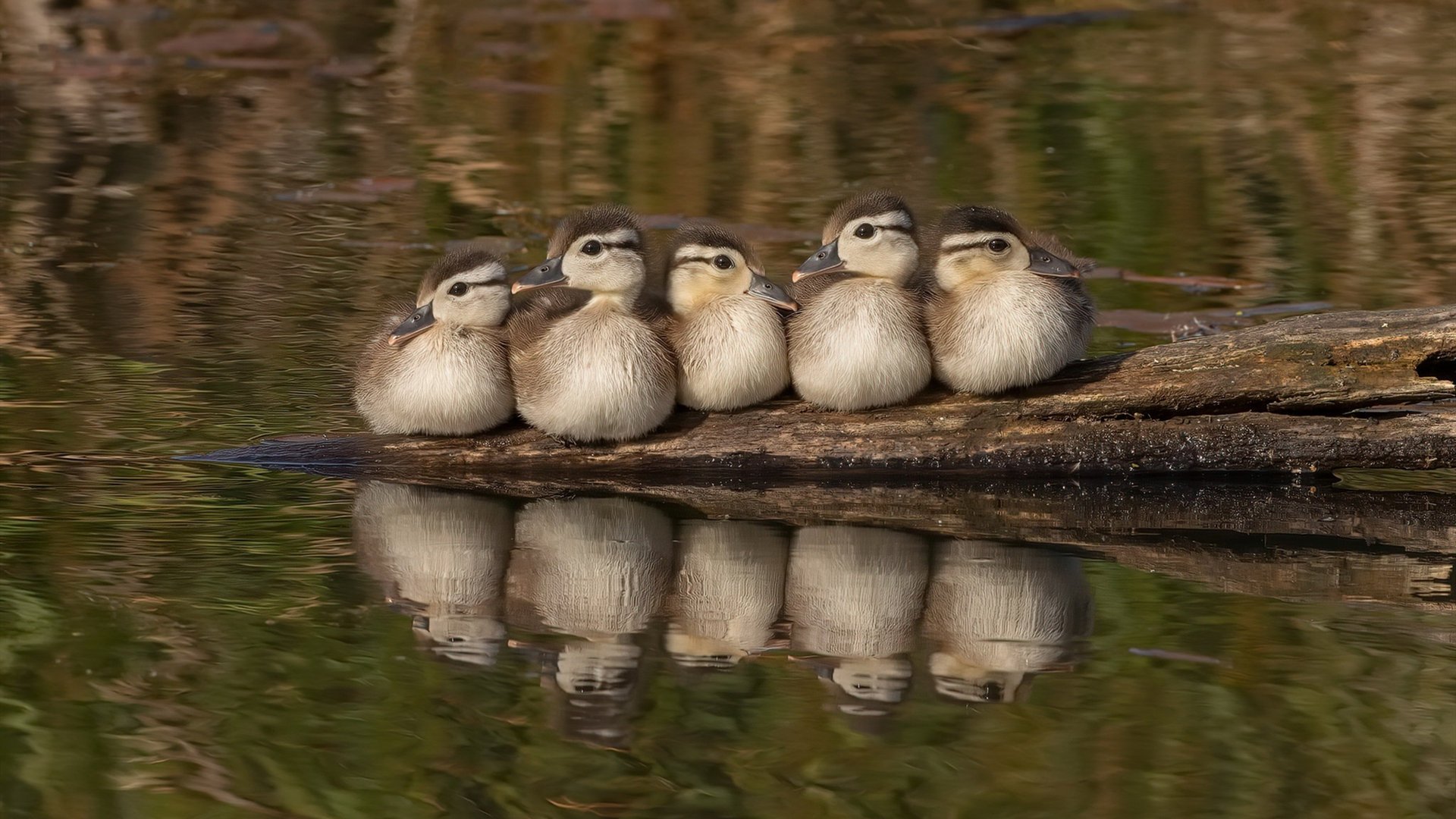 九游（jiuyou.com）游戏-保利斯塔赛季目标明确，保利斯塔嘉宝果特点