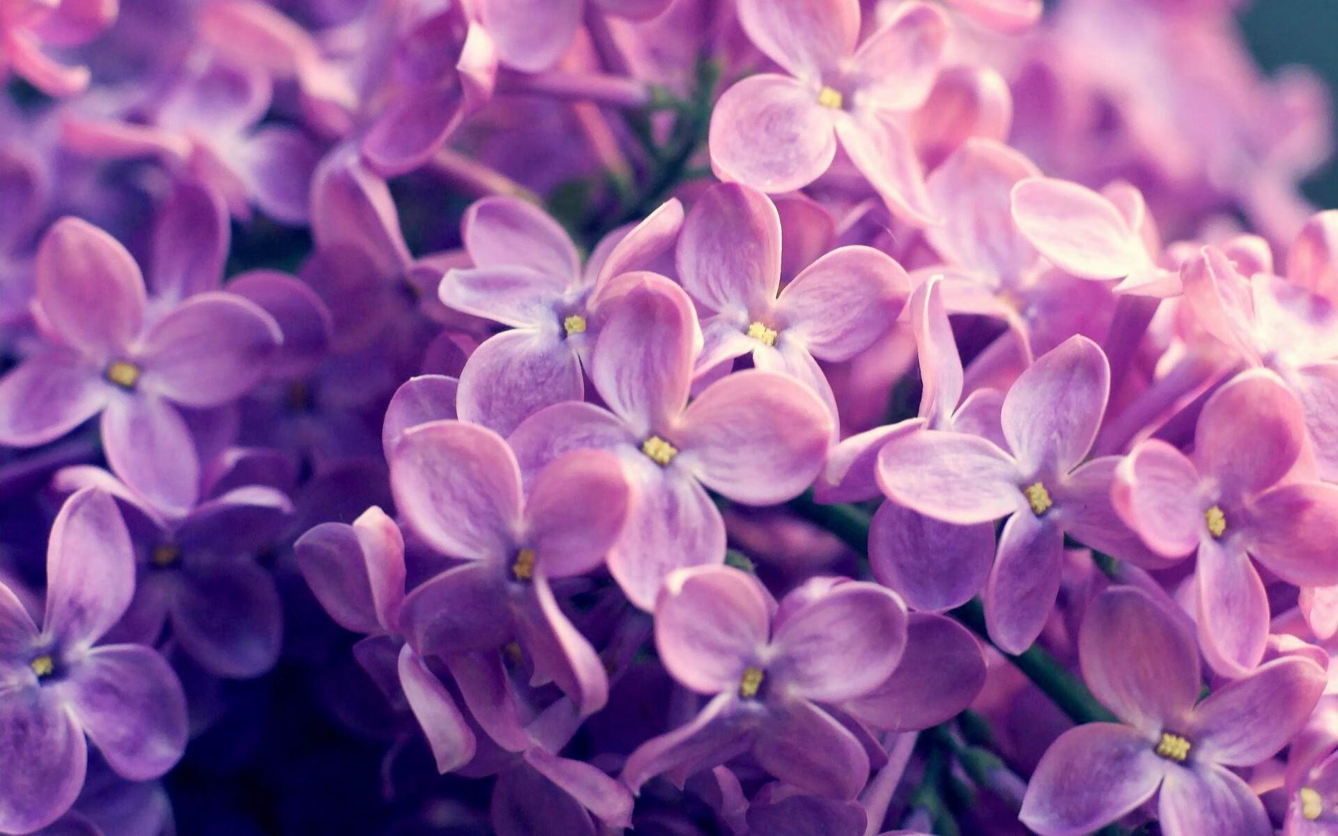 -保利斯塔球员伤病情况改善，保利斯特朗