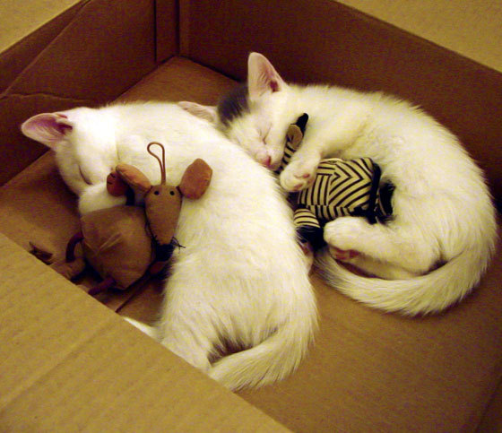 九游登录中心-山东泰山客场取得关键胜利，泰山主场