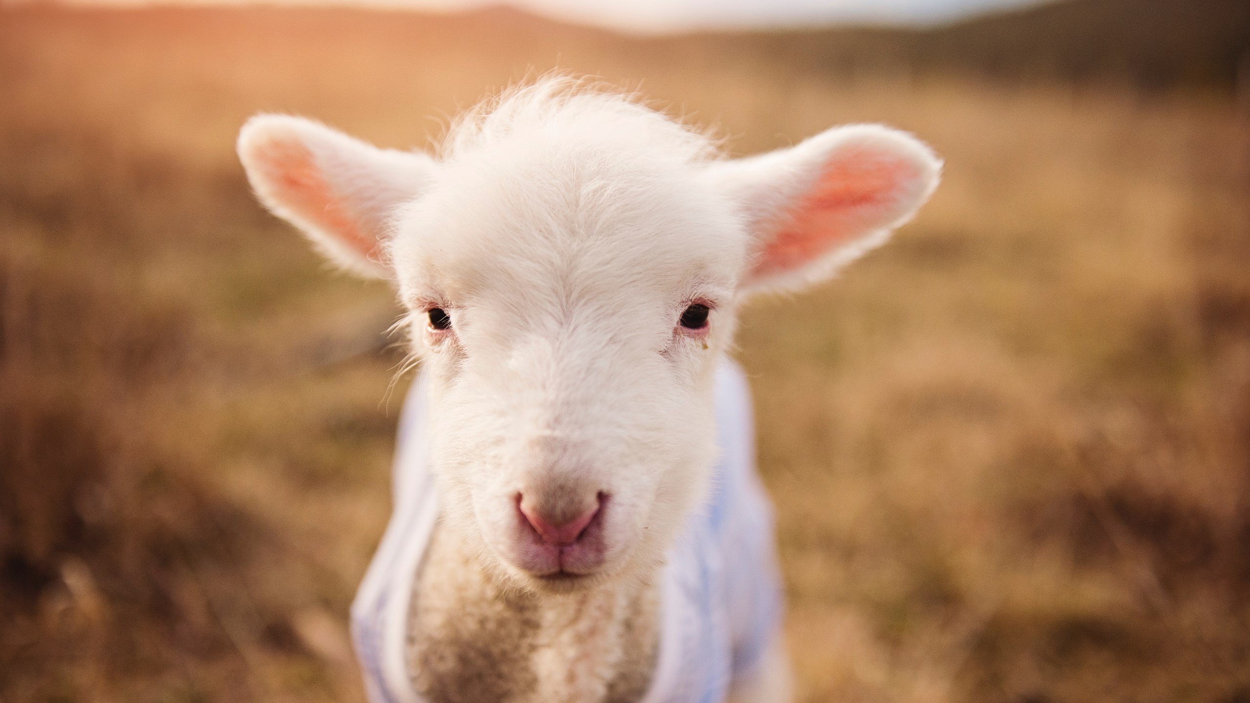 九游下载中心-巴黎圣日耳曼突围成功，下一轮备战将加倍，巴黎圣日耳曼用的什么阵型
