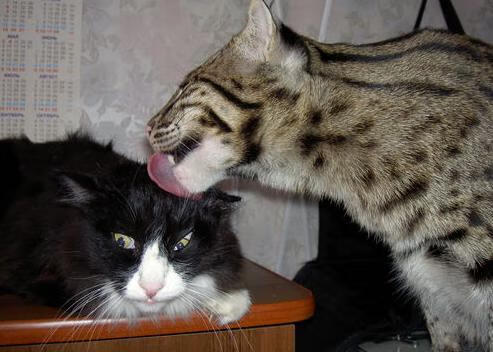 九游电脑版-意大利男子4x100米接力队获得铜牌，意大利男子接力赛