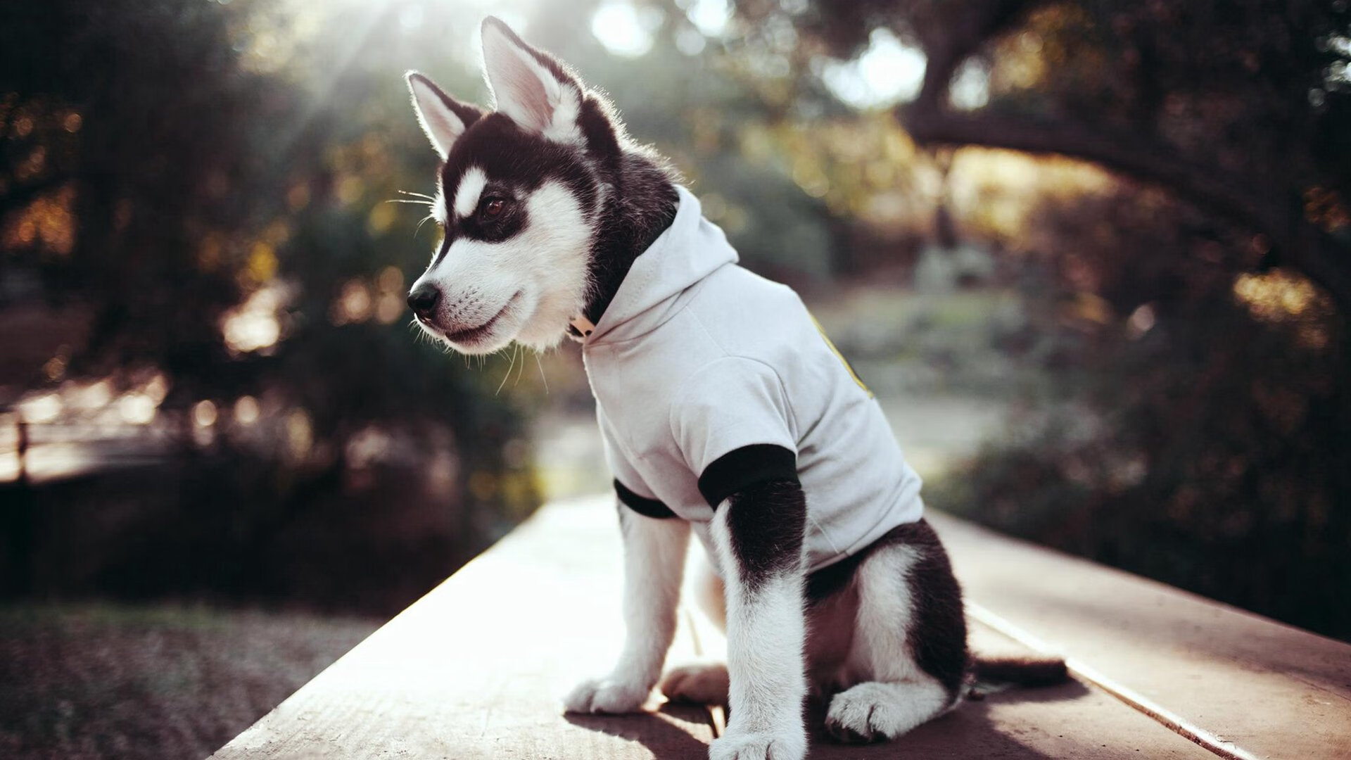 九游jiuyou-精彩赛事！两支顶尖球队将在球场上较量，顶级球场