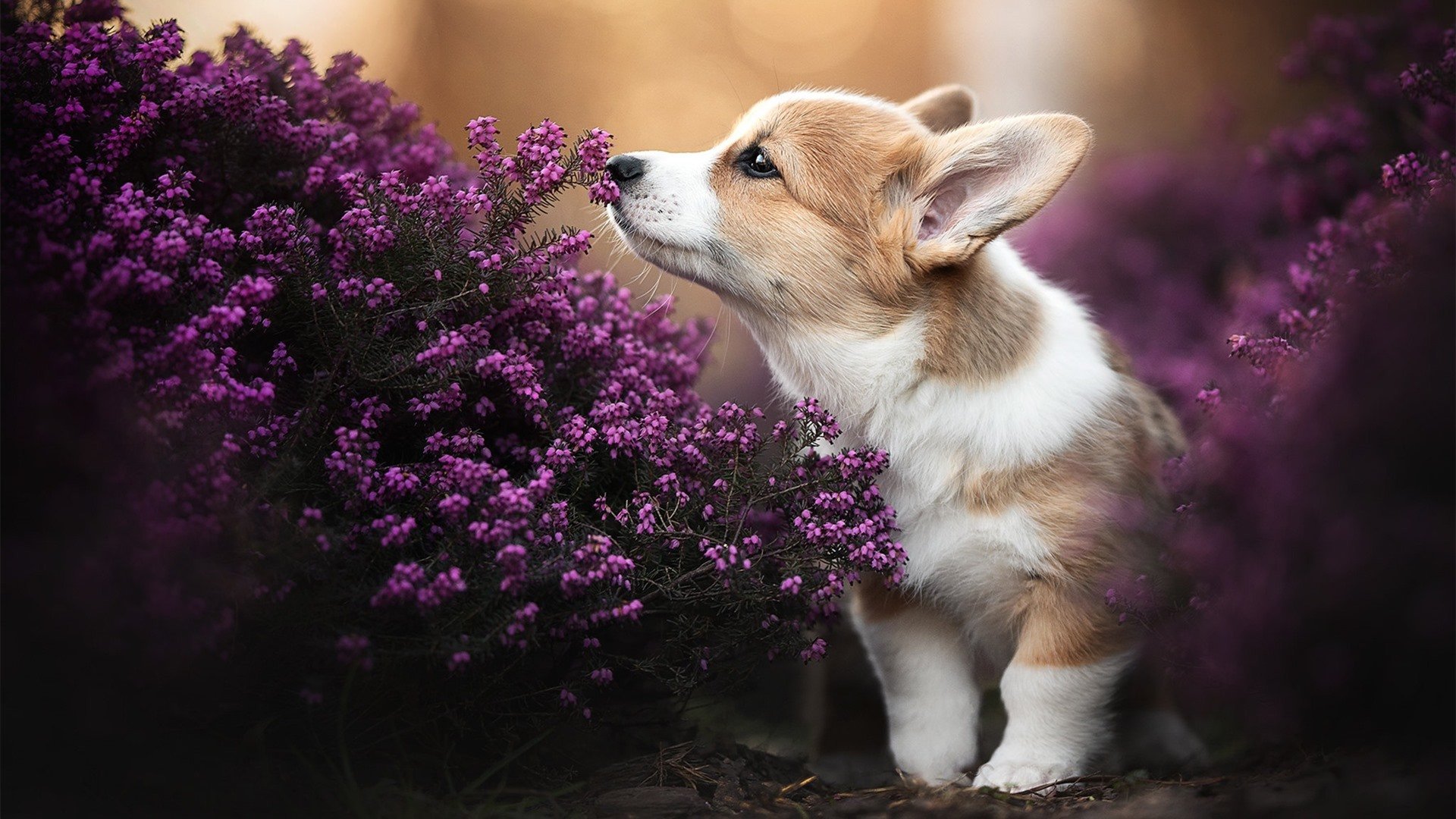 九游-英格兰队队员状态回暖，疑似将在国际比赛获胜，英格兰队现在比赛结果