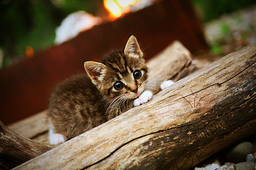 青年教练新启示：培养未来的足球巨星，国家青年足球队教练