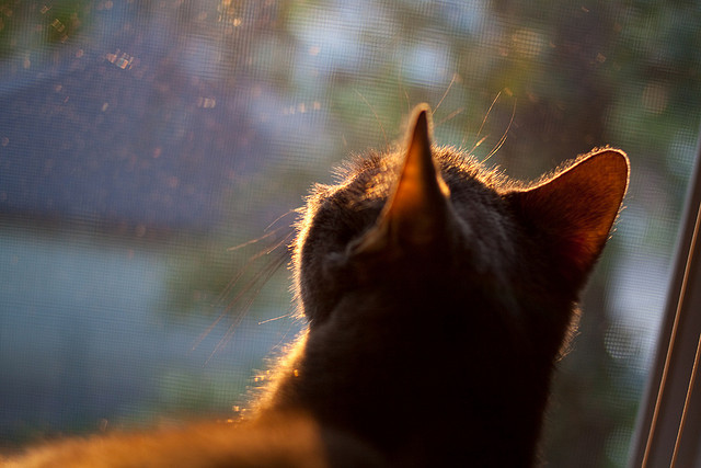 “2025世界运动会：运动舞蹈赛场，金牛区城北体育馆的舞者将如何舞出精彩？”