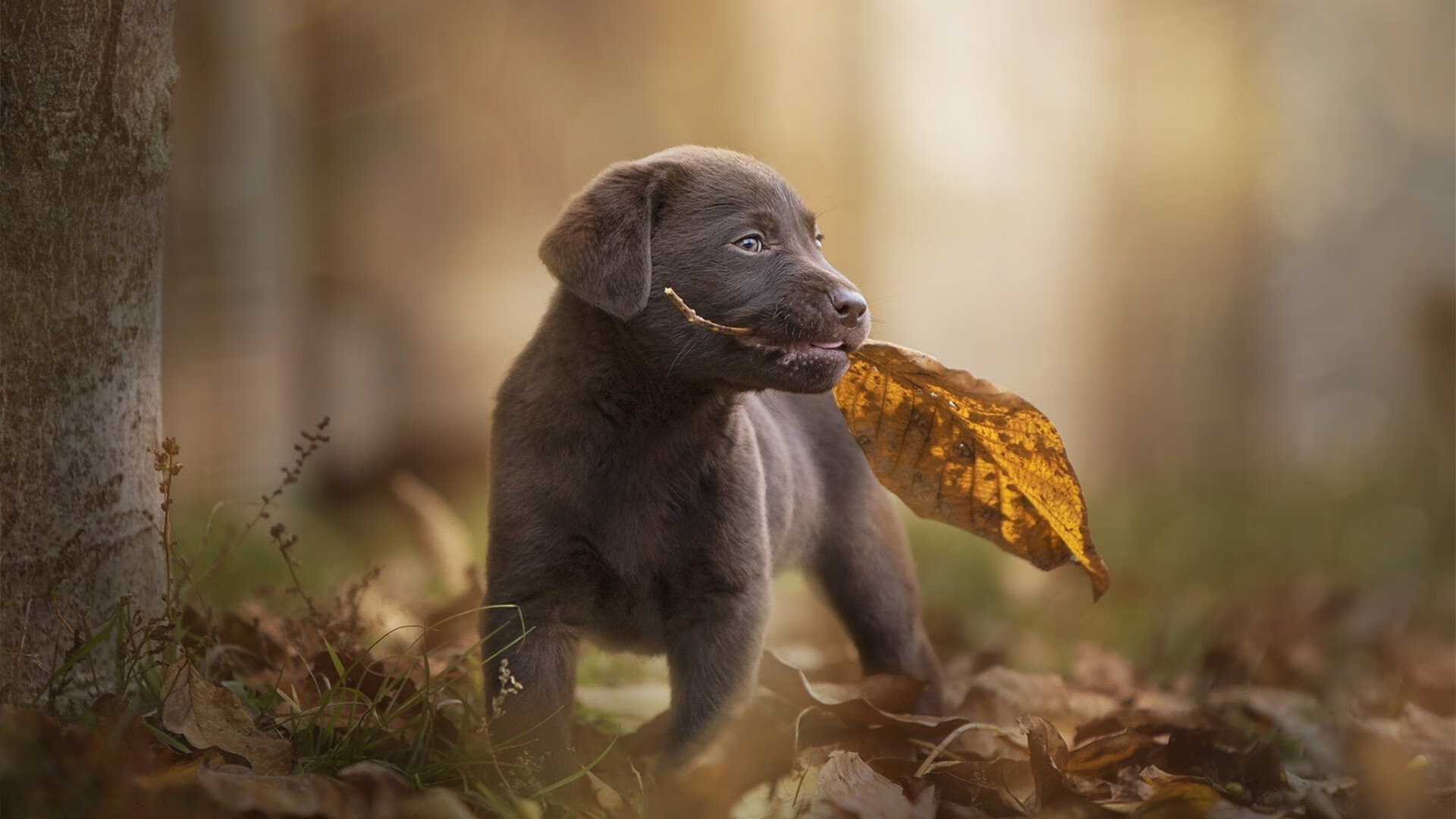 埃弗顿多次抢断终结对方组织核心，埃弗顿引援