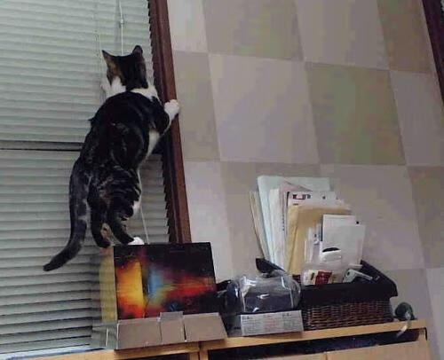 核心中场是否因身体对抗频率下降而调整站位策略，中场核心穿几号