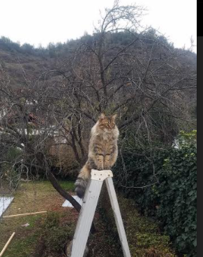 九游游戏中心-澳大利亚队未来发展潜力：从国内到国际的突破之路，澳大利亚球队阵容