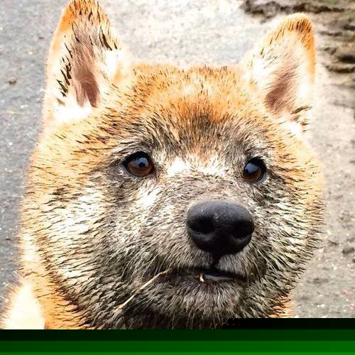 关键阶段连续客场挑战赛程安排成为决定性考验，球队连续两天客场作战