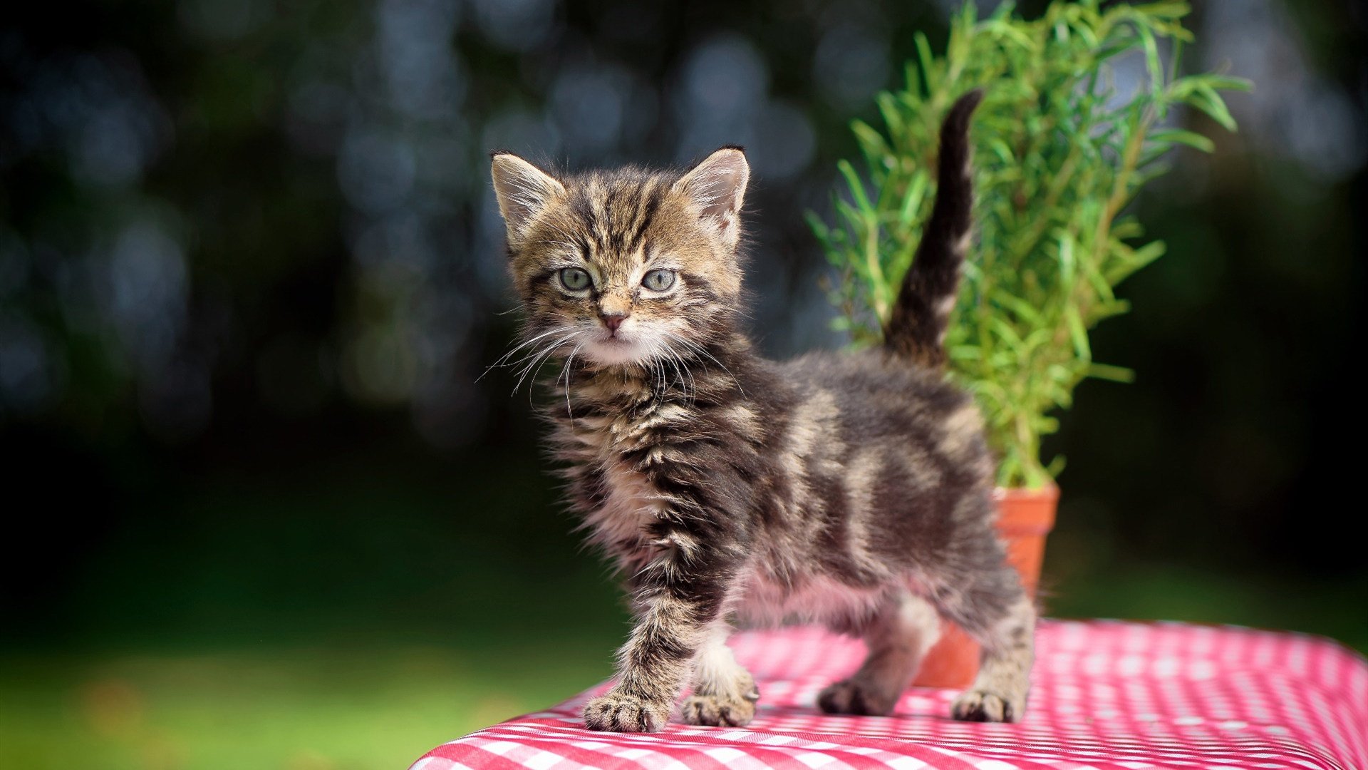 九游登录入口-意甲传统盛宴：团队协作成就辉煌！，意甲官方合作伙伴 赞助商