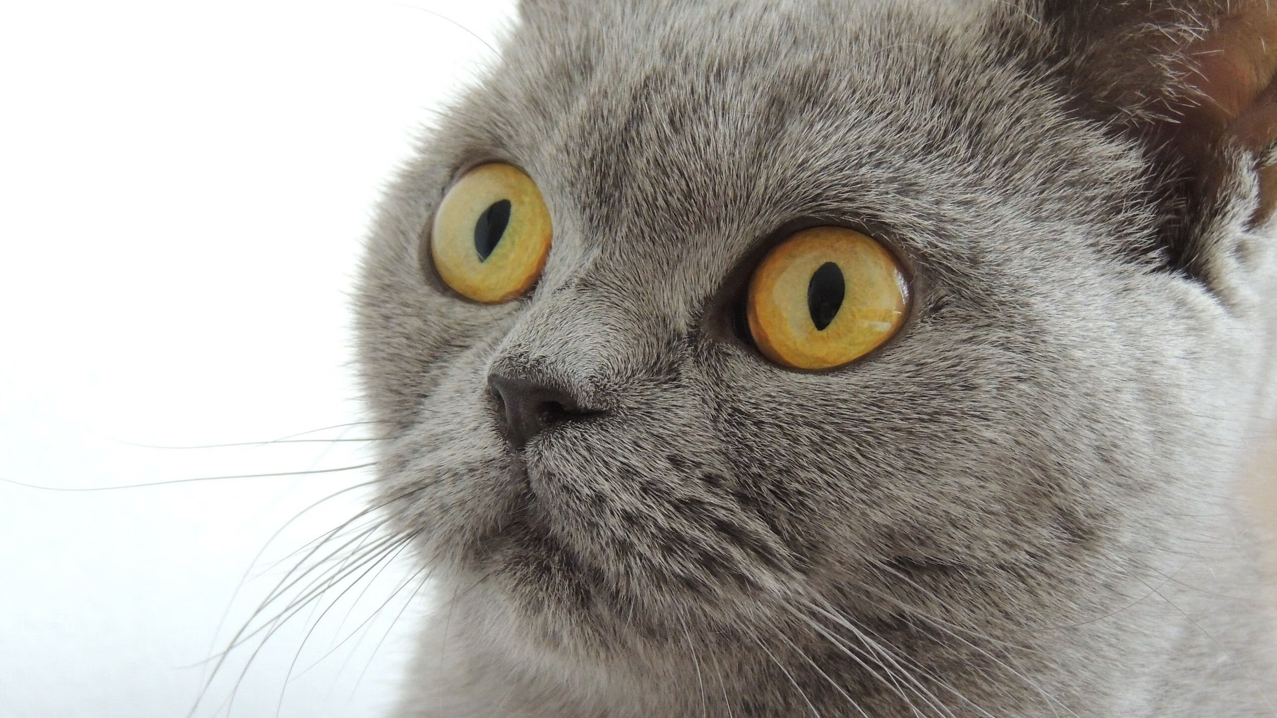 西甲高光时刻:精彩进球让人叹服!,2021西甲进球