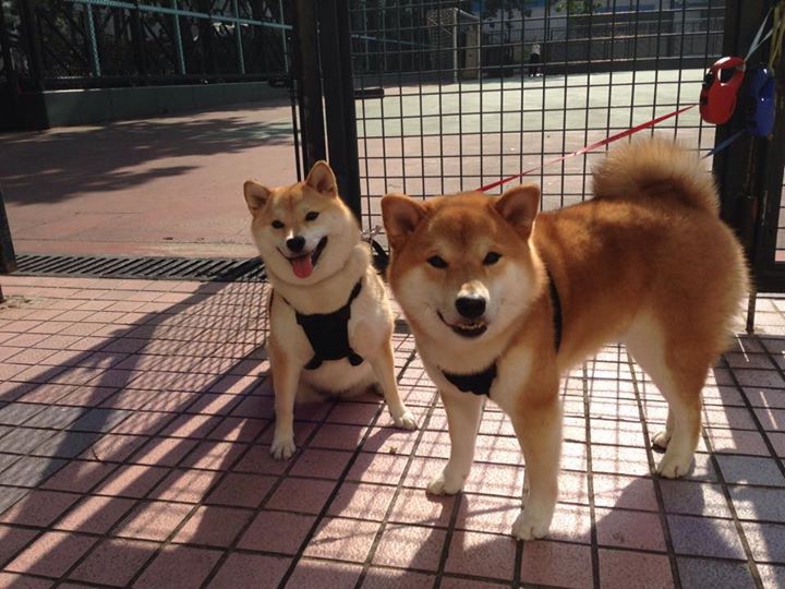 九游（jiuyou.com）游戏-足球比赛伤情统计系统实现自动化，查看足球比赛球员伤停的app