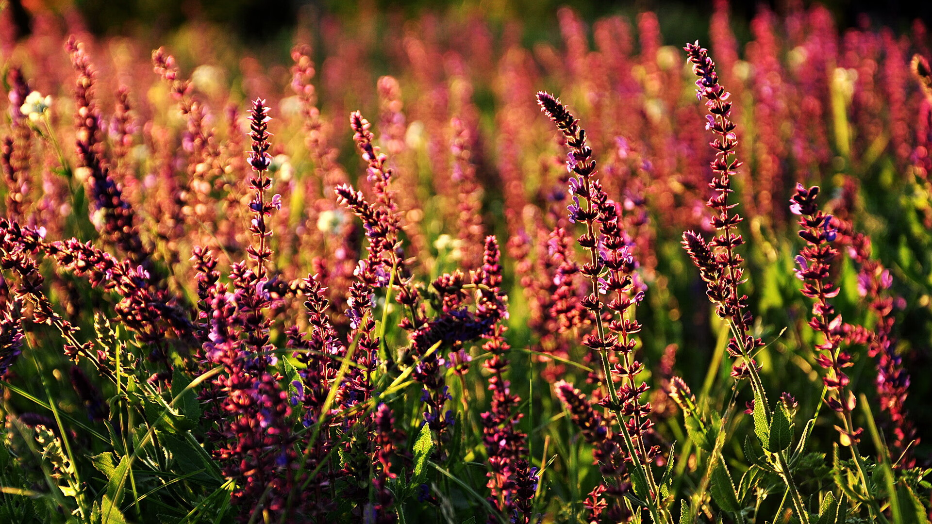 达里尔·基:凭借超凡的防守和极强的爆发力,他成为全黑队的后防保障