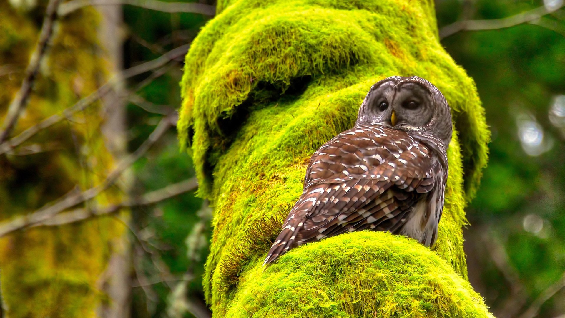 阿森纳青训持续崭露头角，未来之星不断涌现